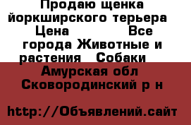 Продаю щенка йоркширского терьера  › Цена ­ 20 000 - Все города Животные и растения » Собаки   . Амурская обл.,Сковородинский р-н